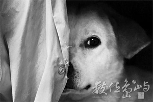 狗臉歲月 小魚 攝